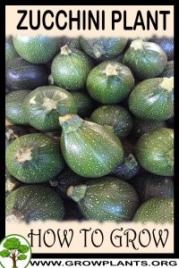How to grow Zucchini plant