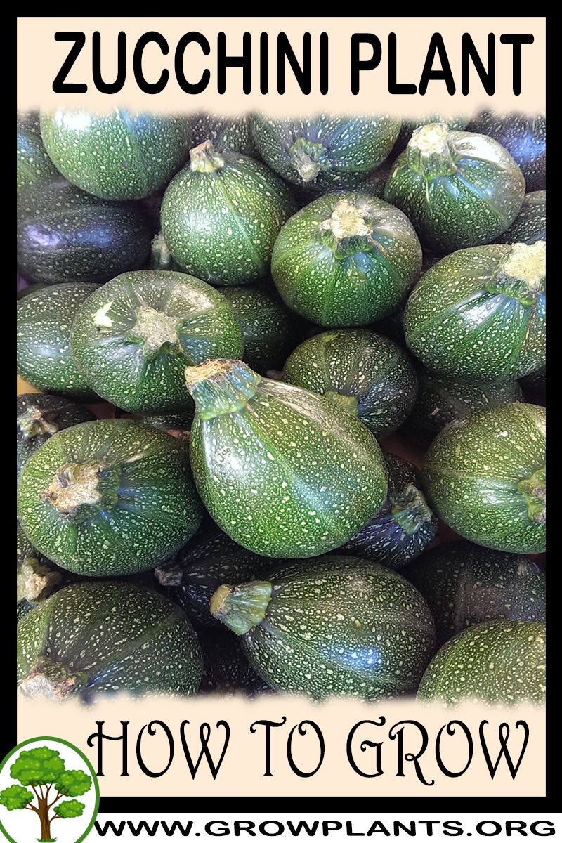 How to grow Zucchini plant
