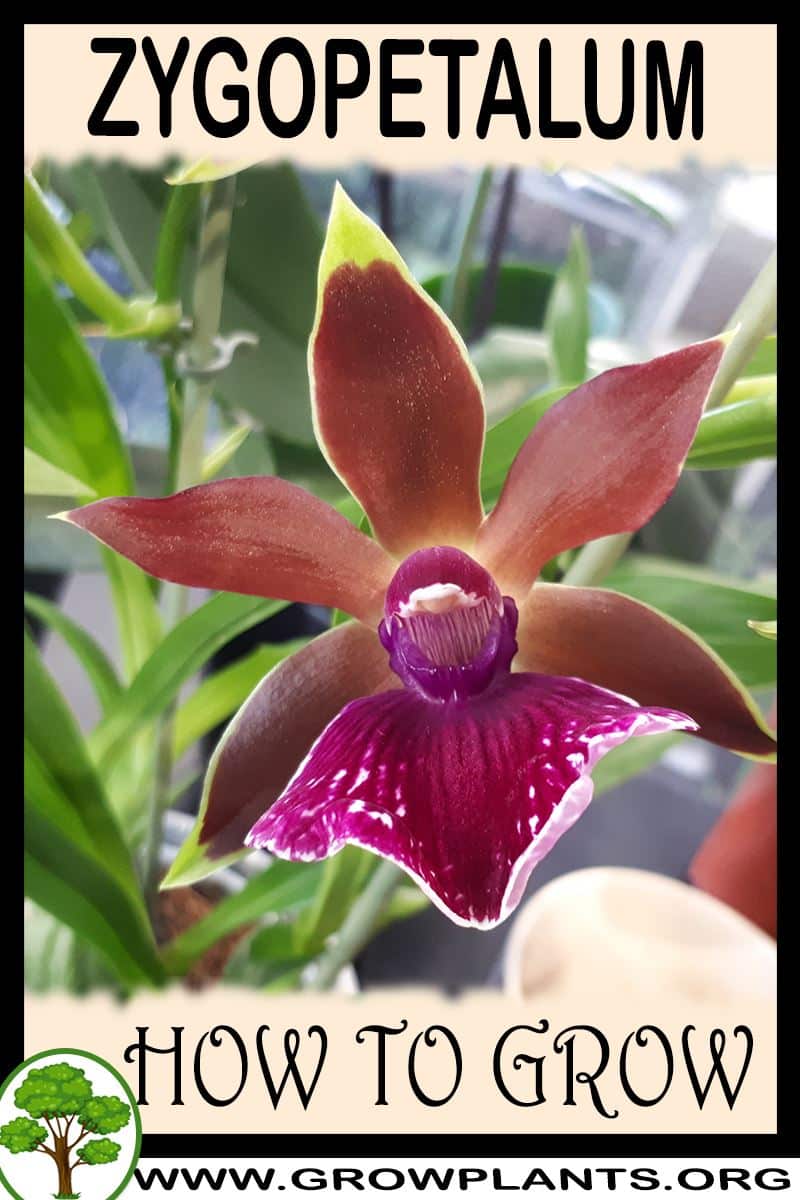 How to grow Zygopetalum