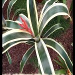 Aechmea fasciata variegata