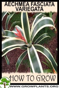 How to grow aechmea fasciata variegata
