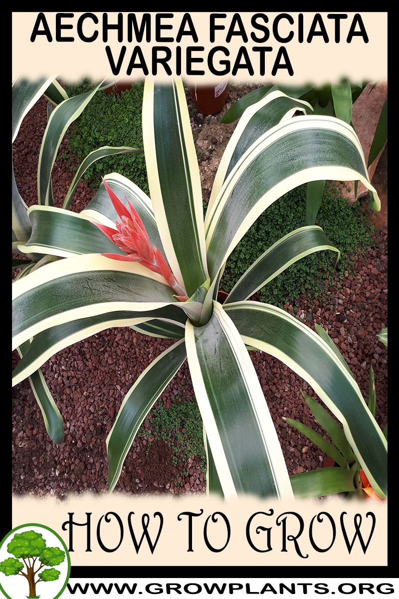 How to grow aechmea fasciata variegata