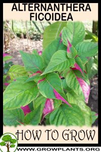 How to grow alternanthera ficoidea