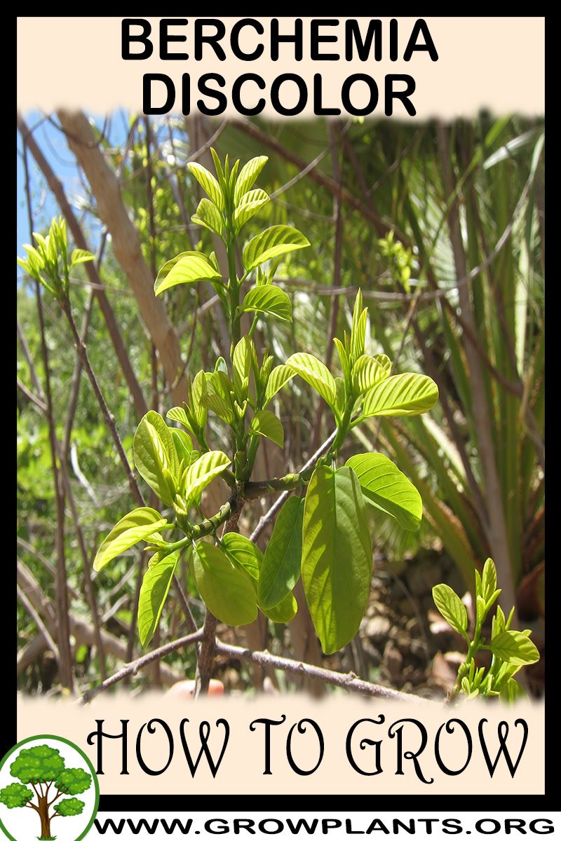 How to grow Berchemia discolor