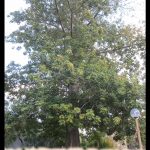 Ceiba pentandra