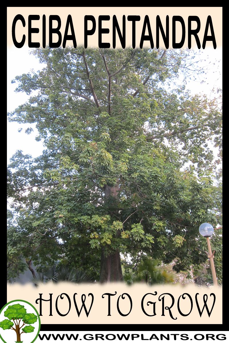 How to grow ceiba pentandra