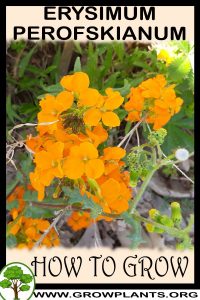 How to grow erysimum perofskianum