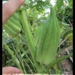 Okra