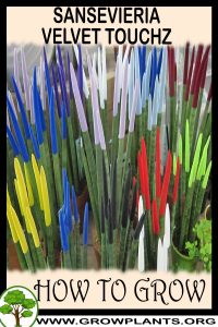 How to grow sansevieria velvet touchz
