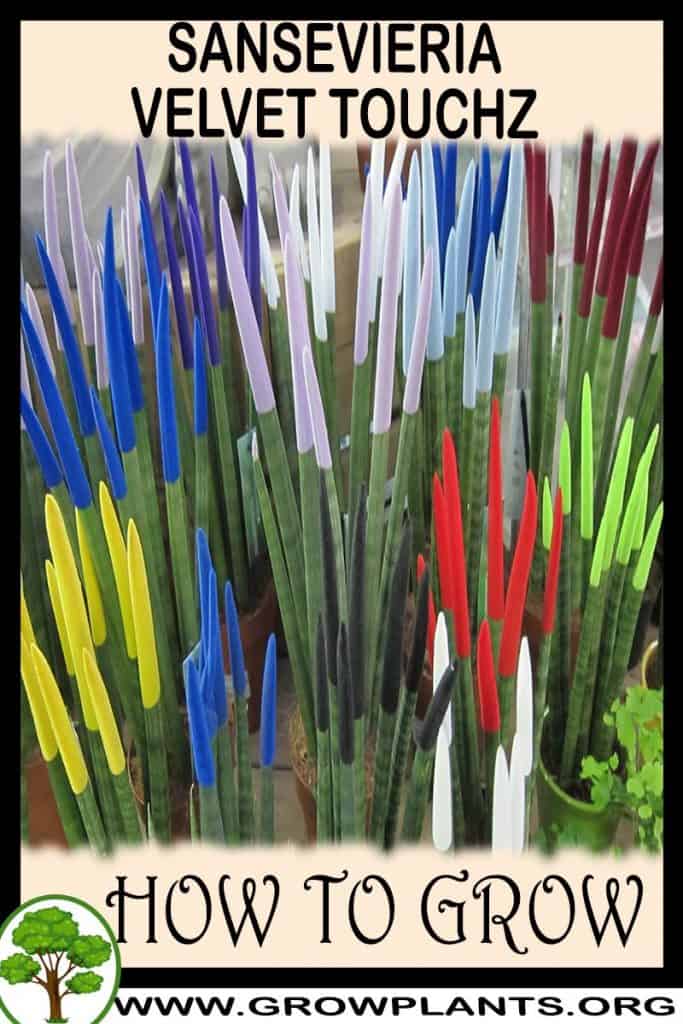 Sansevieria velvet touchz