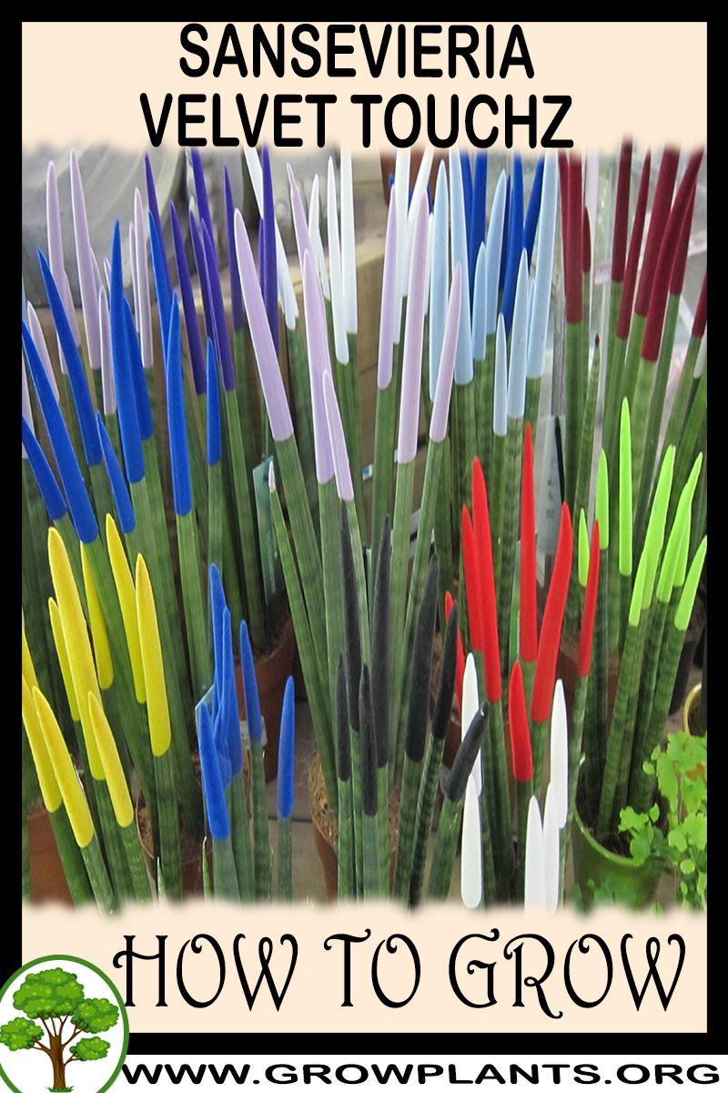 How to grow sansevieria velvet touchz