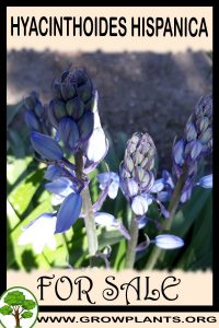 Hyacinthoides hispanica for Sale: Pre-Purchase & Growing Guide Hyacinthoides hispanica for sale
