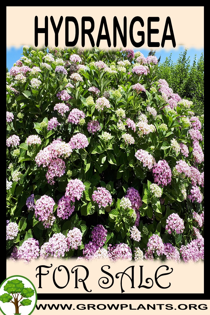 Hydrangea for sale