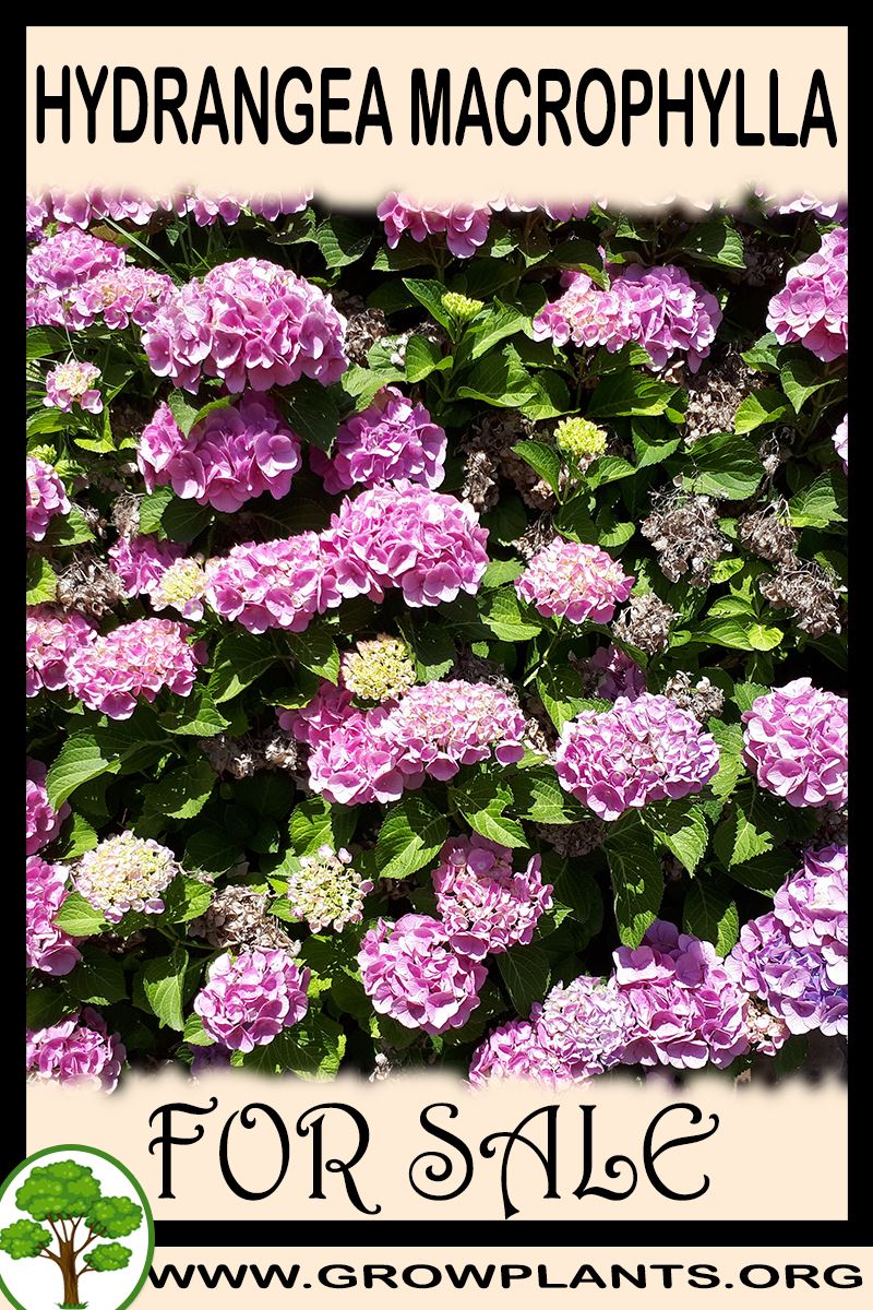 Hydrangea macrophylla for sale