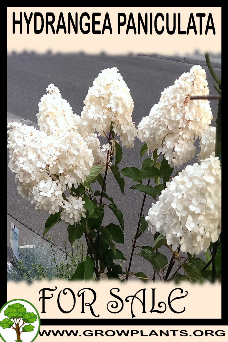 Hydrangea paniculata for sale