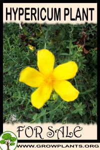 Hypericum for Sale: Pre-Purchase & Growing Guide Hypericum for sale
