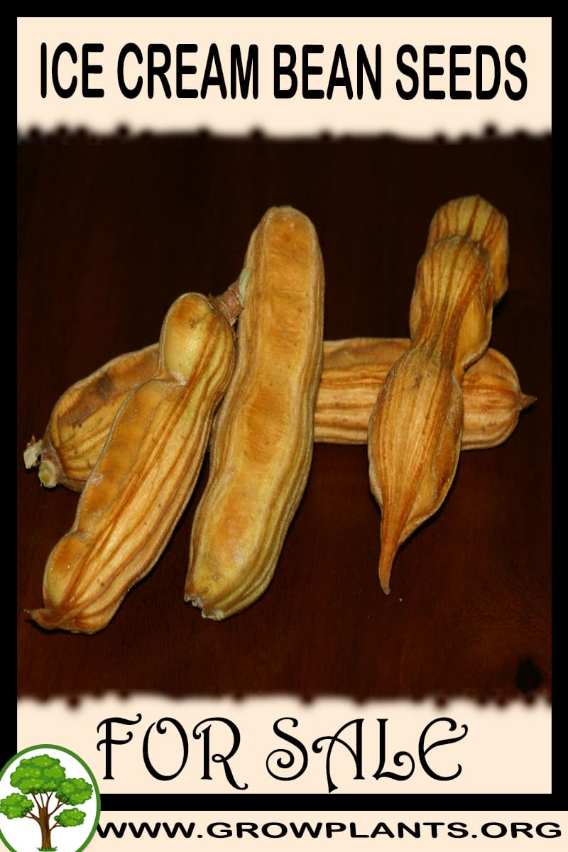 Ice cream bean seeds for sale