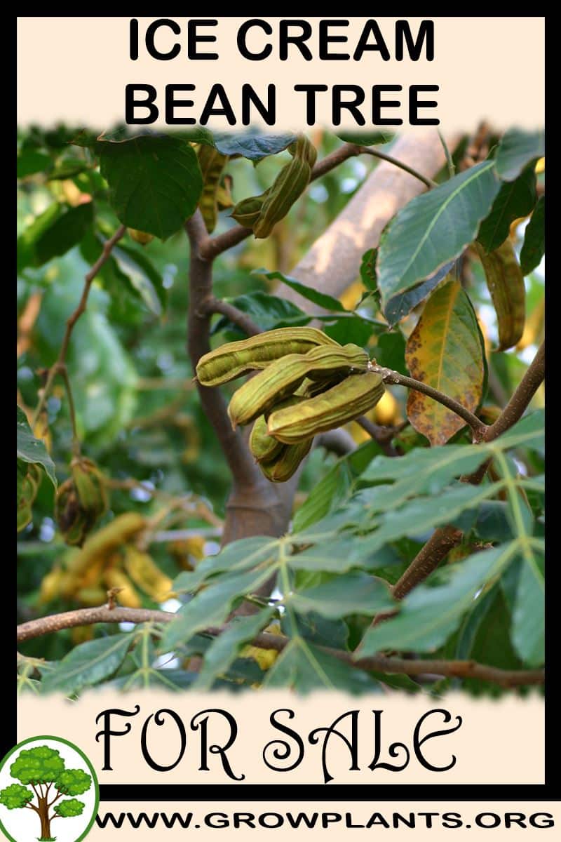 Ice cream bean tree for sale Grow plants