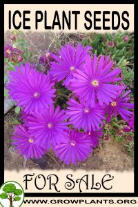 Ice plant seeds for sale