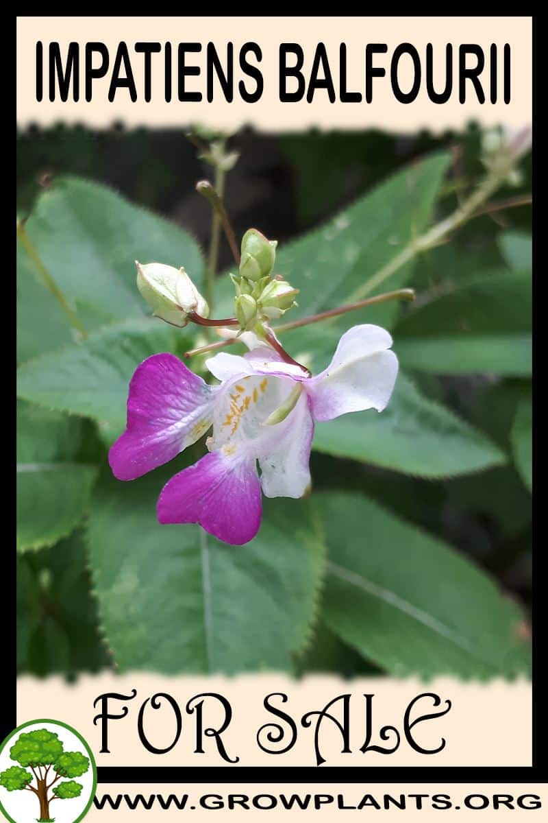 Impatiens balfourii for sale