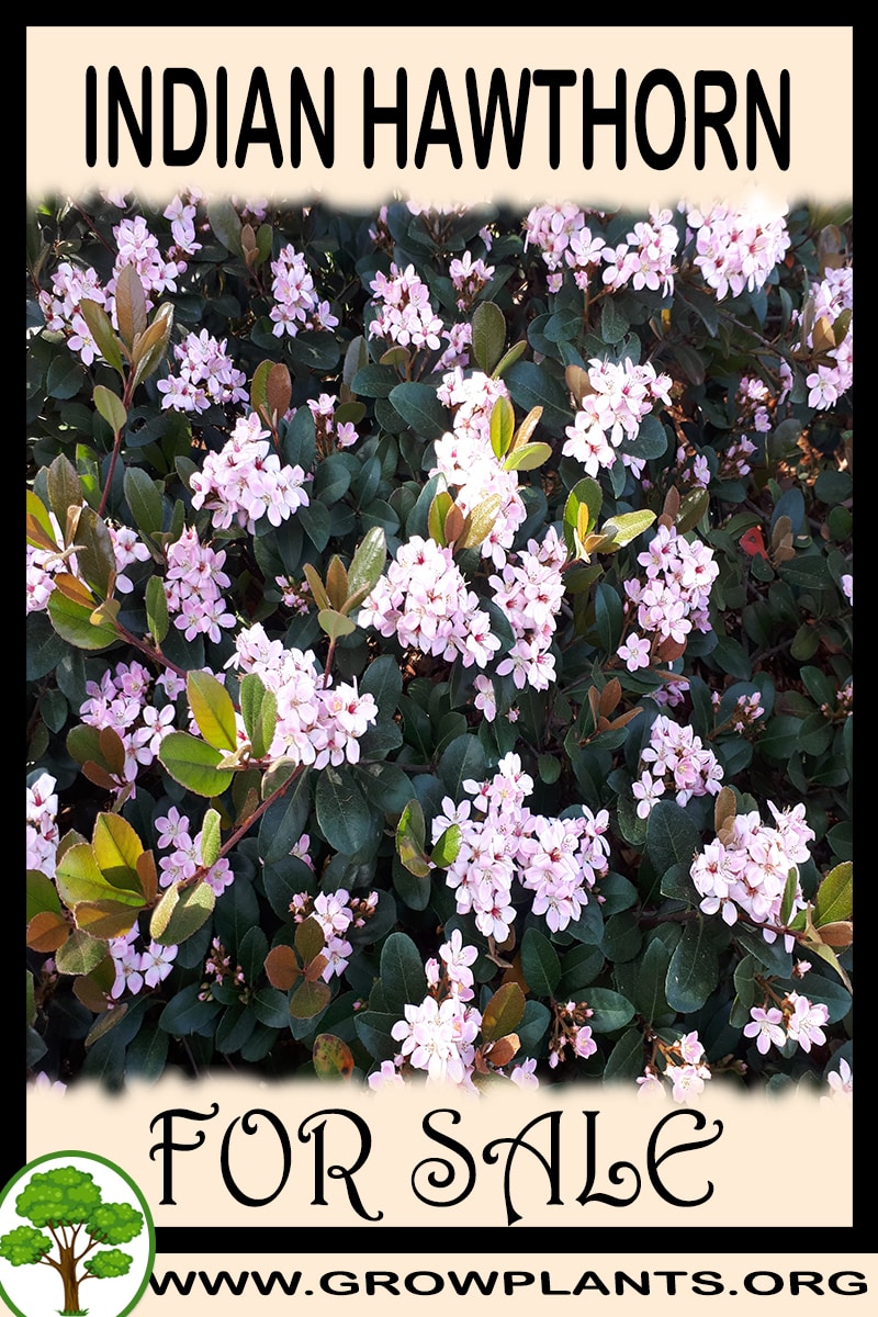 Indian hawthorn tree for sale