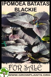 Ipomoea batatas Blackie for sale