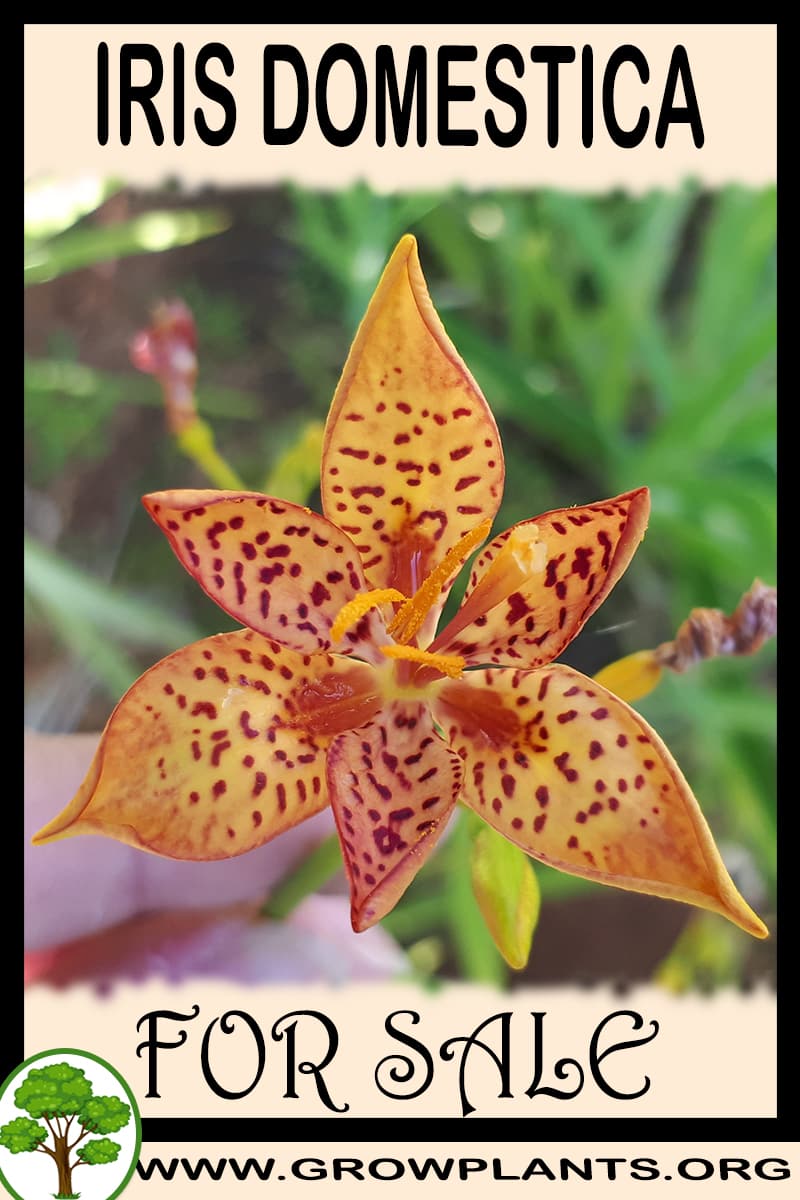 Iris domestica for sale