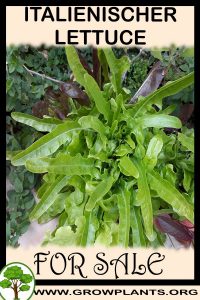 Italienischer lettuce for Sale: Pre-Purchase & Growing Guide Italienischer lettuce for sale