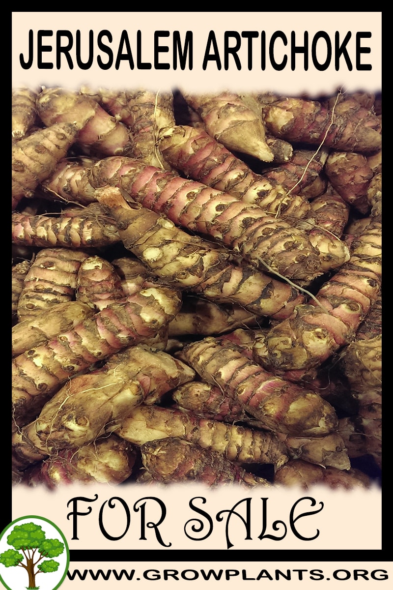 Jerusalem artichoke tubers for sale Grow plants