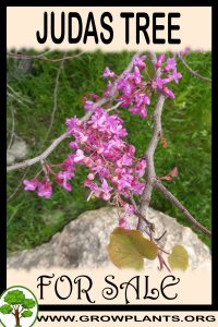 Judas tree for sale