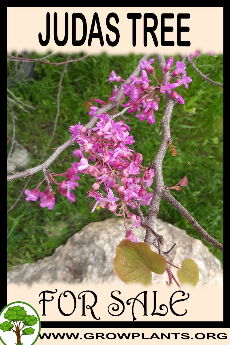 Judas tree for sale