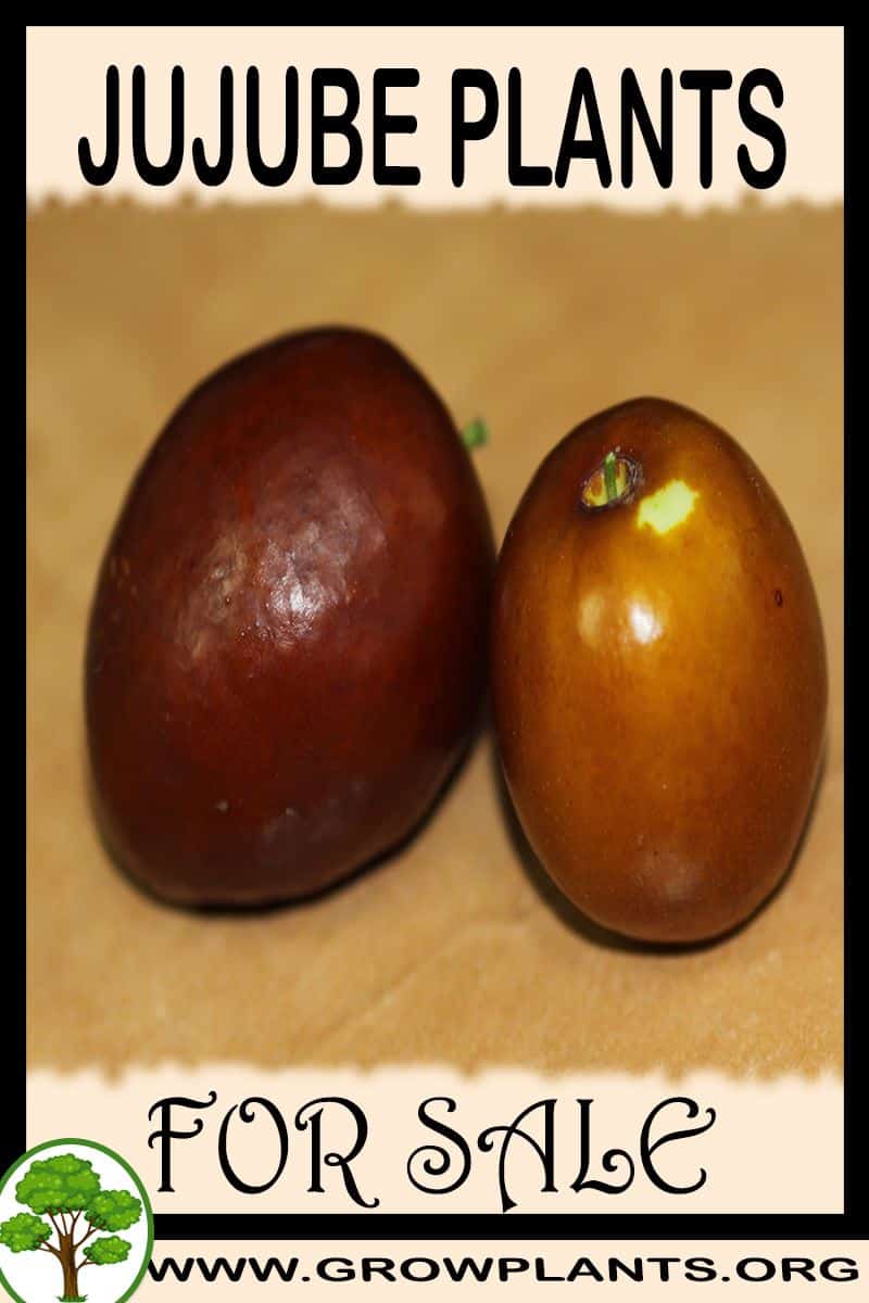 jujube seeds for sale