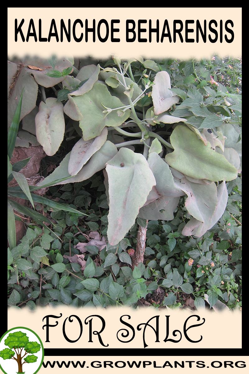 Kalanchoe beharensis for sale