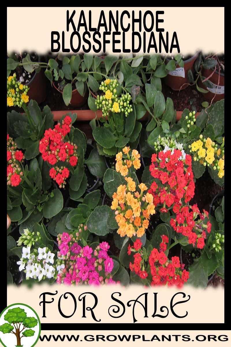 Kalanchoe blossfeldiana for sale