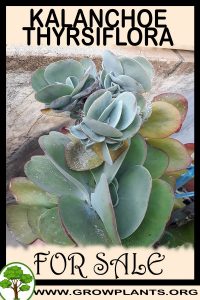 Kalanchoe thyrsiflora for sale