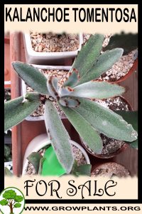 Kalanchoe tomentosa for Sale: Pre-Purchase & Growing Guide Kalanchoe tomentosa for sale