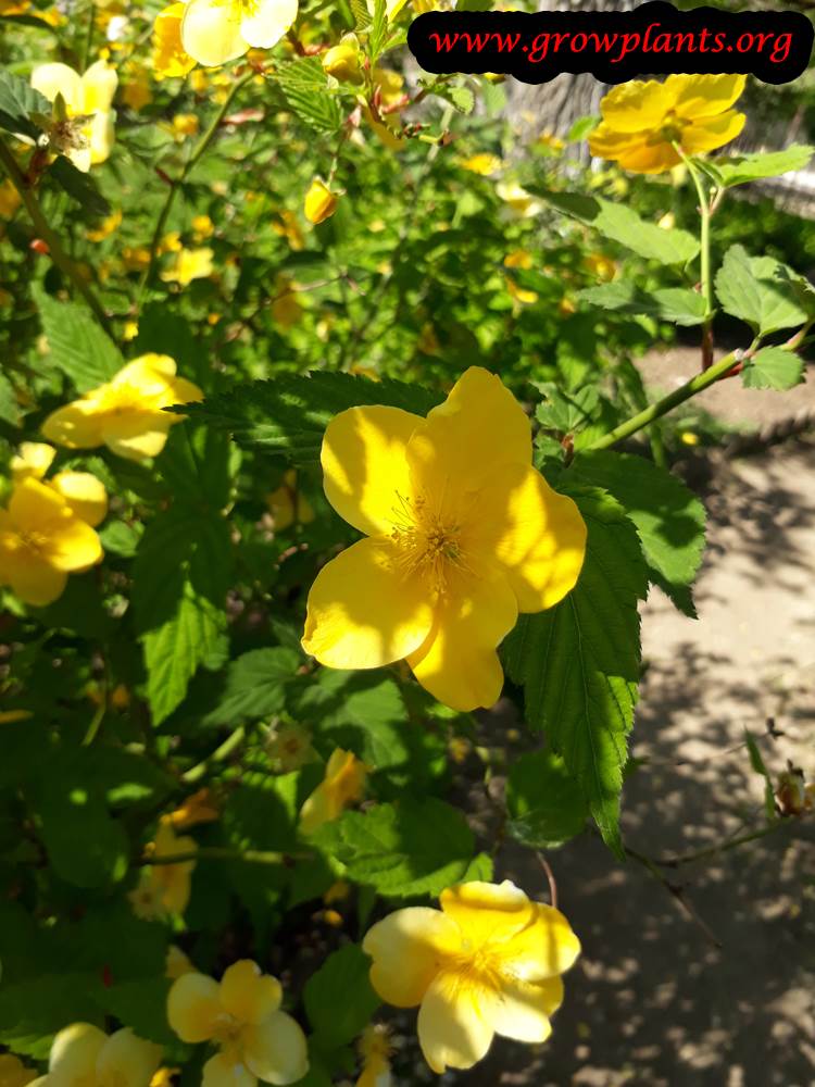Kerria japonica Golden guinea