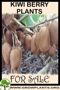 Kiwi berry plants for sale