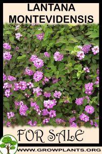 Lantana montevidensis for sale