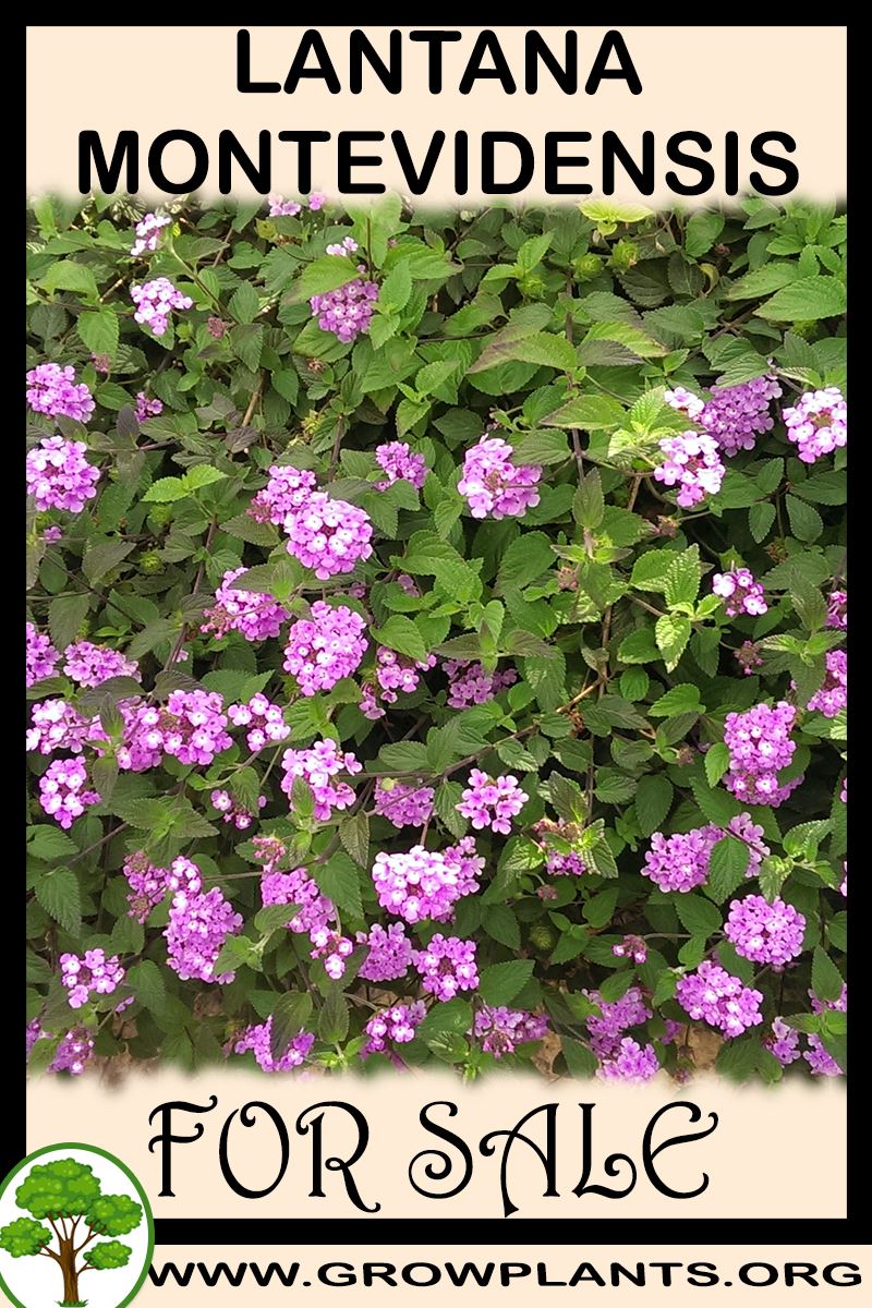 Lantana montevidensis for sale