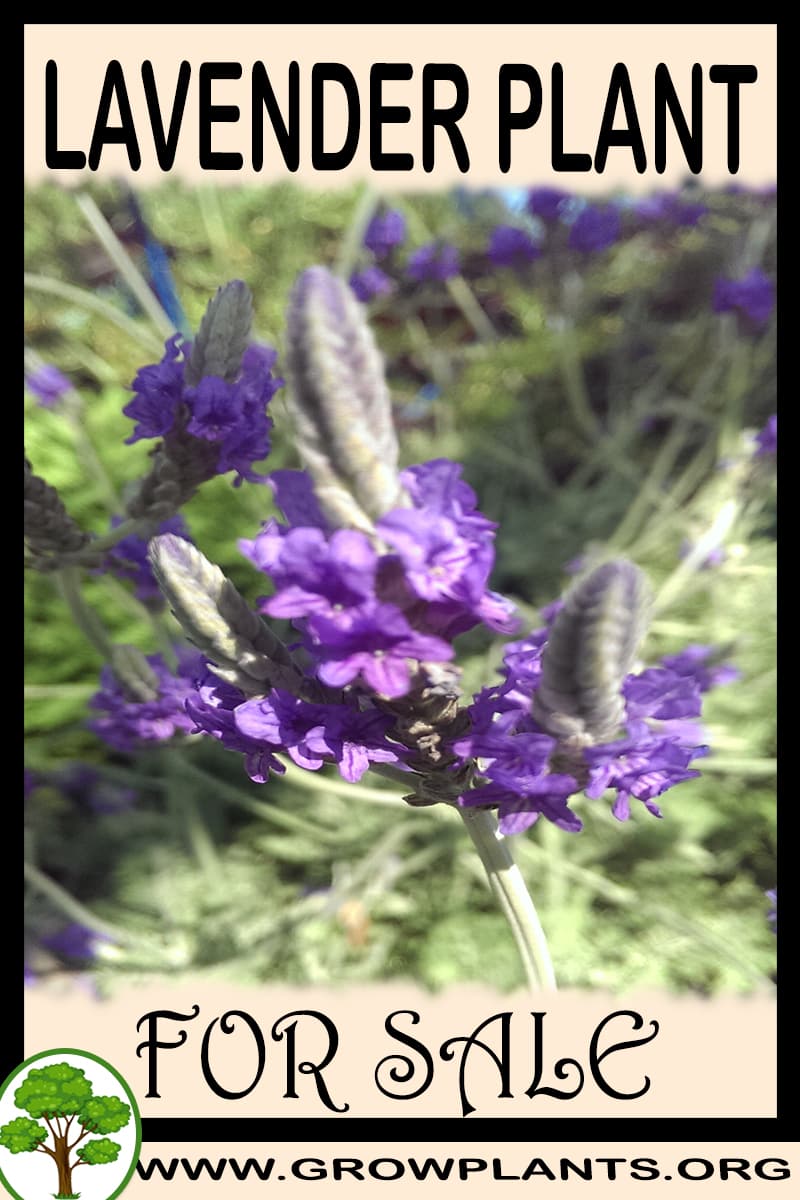 Lavender Plant