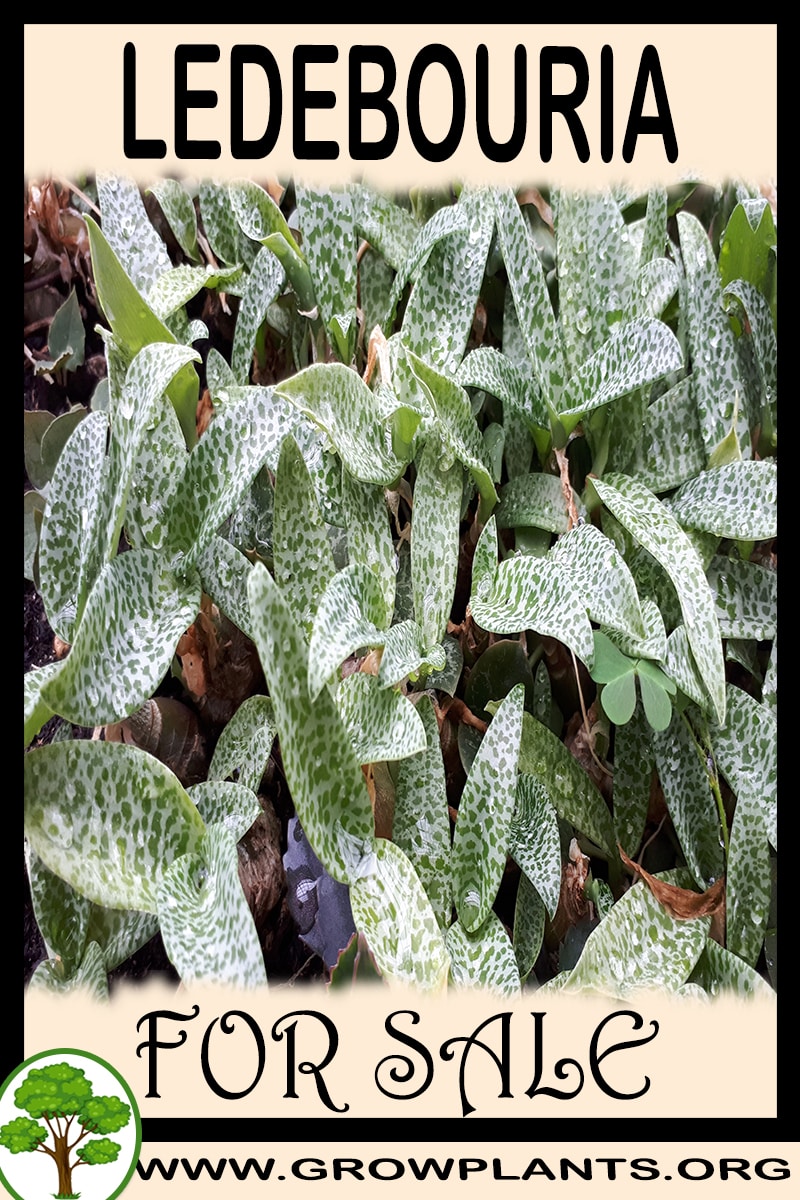 Ledebouria for sale