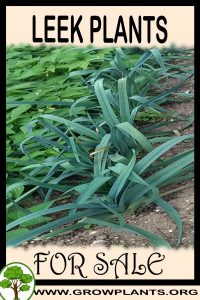 Leek plants for sale