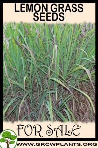 Lemon grass seeds for sale