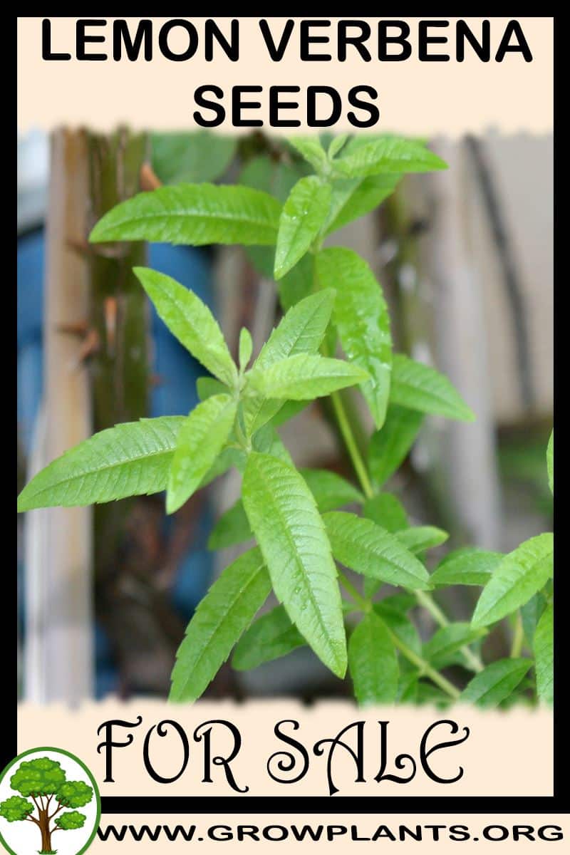 Lemon verbena seeds for sale
