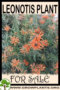 Leonotis for sale