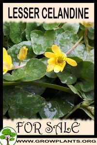 Lesser celandine for sale