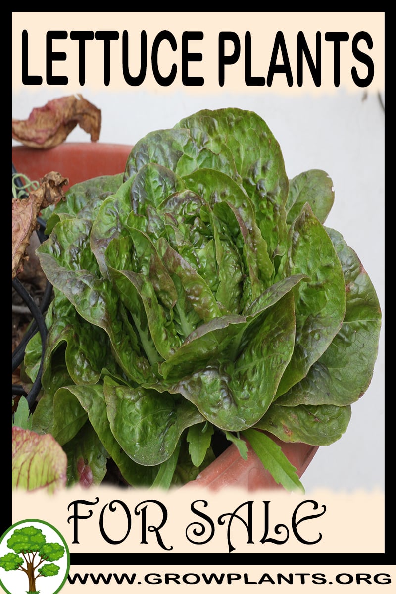 Lettuce plants