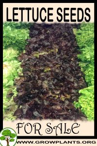 Lettuce seeds for Sale: Pre-Purchase & Growing Guide Lettuce seeds for sale