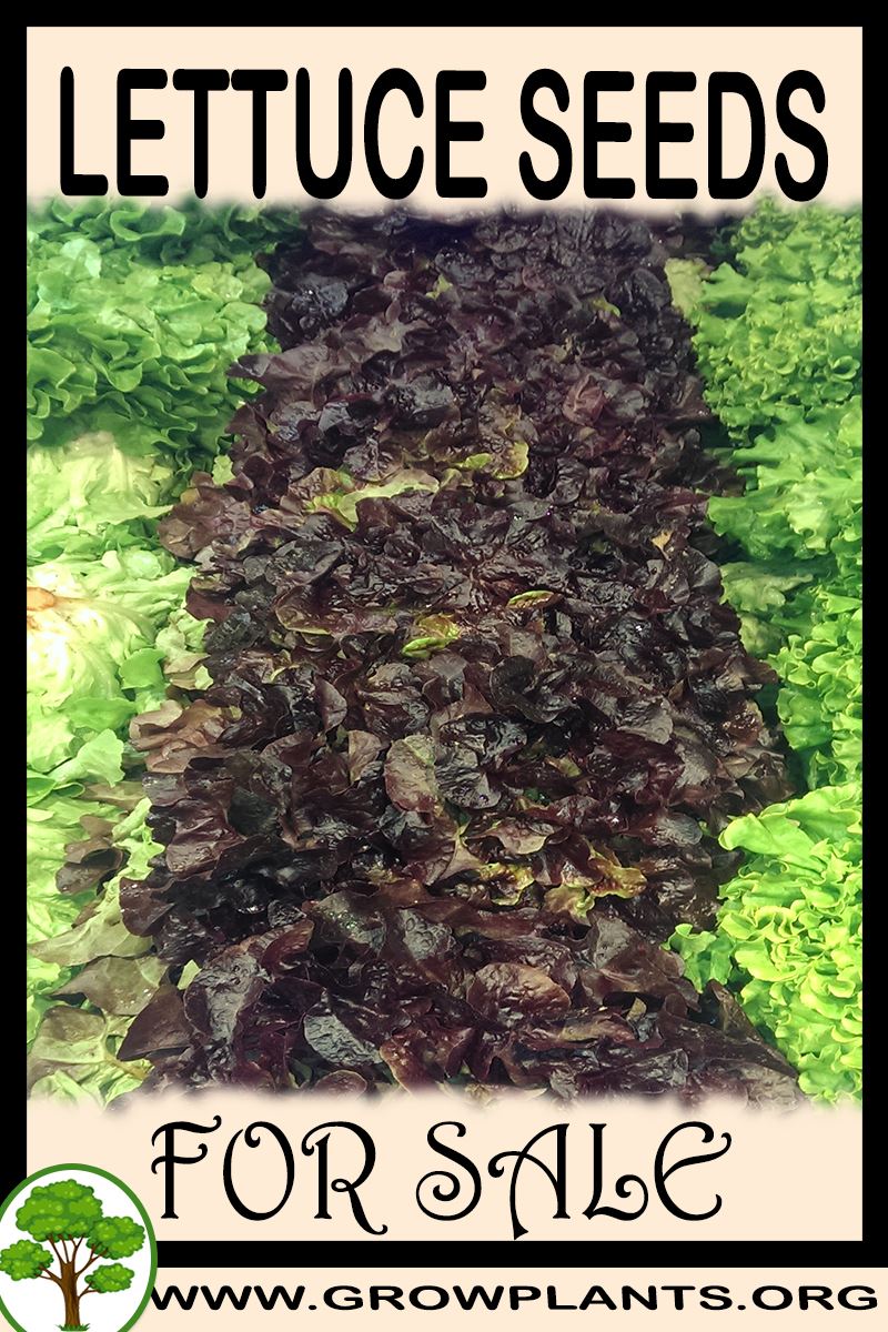 Lettuce seeds